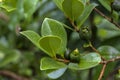 Selective focus of fruit of an araÃÂ§ÃÂ¡ or Cattley guava with the scientific name Psidium cattleianum