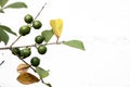 Selective focus of fruit of an araÃÂ§ÃÂ¡ or Cattley guava with the scientific name Psidium cattleianum