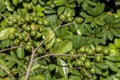Selective focus of fruit of an araÃÂ§ÃÂ¡ or Cattley guava with the scientific name Psidium cattleianum.