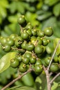 Selective focus of fruit of an araÃÂ§ÃÂ¡ or Cattley guava with the scientific name Psidium cattleianum.