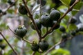 Selective focus of fruit of an araÃÂ§ÃÂ¡ or Cattley guava with the scientific name Psidium cattleianum