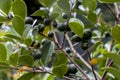 Selective focus of fruit of an araÃÂ§ÃÂ¡ or Cattley guava with the scientific name Psidium cattleianum