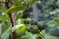 Selective focus of fruit of an araÃÂ§ÃÂ¡ or Cattley guava with the scientific name Psidium cattleianum