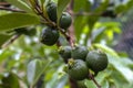 Selective focus of fruit of an araÃÂ§ÃÂ¡ or Cattley guava with the scientific name Psidium cattleianum