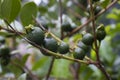 Selective focus of fruit of an araÃÂ§ÃÂ¡ or Cattley guava with the scientific name Psidium cattleianum