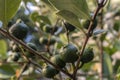 Selective focus of fruit of an araÃÂ§ÃÂ¡ or Cattley guava with the scientific name Psidium cattleianum