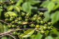 Selective focus of fruit of an araÃÂ§ÃÂ¡ or Cattley guava with the scientific name Psidium cattleianum.