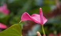 Selective focus of Fuchsia magellanica, pink flower in the garden.