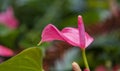 Selective focus of Fuchsia magellanica, pink flower in the garden. Royalty Free Stock Photo