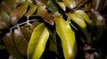 Selective focus of full Frame of Green Leaves Pattern Background Royalty Free Stock Photo