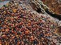 Selective focus. Full kernal palm seeds above the loading bay.Shot were noise and film grain.