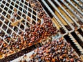 Selective focus. Full kernal palm seeds above the loading bay.Shot were noise and film grain.