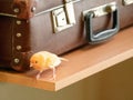 Funny singing canary on the background of an old suitcase. Young male Curious yellow canary. Breeding songbirds at home Royalty Free Stock Photo