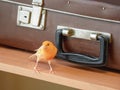 Funny singing canary on the background of an old suitcase. Young male Curious yellow canary. Breeding songbirds at home Royalty Free Stock Photo