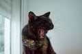 Selective focus of a funny Tortoiseshell cat yawning next to a window