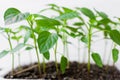 Garden and vegetable garden .Spring planting.Fresh young pepper sprouts in a box.Green seedlings on a rustic wooden table.Green