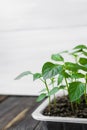 Garden and vegetable garden .Spring planting.Fresh young pepper sprouts in a box.Green seedlings on a rustic wooden table.Green