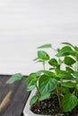 Garden and vegetable garden .Spring planting.Fresh young pepper sprouts in a box.Green seedlings on a rustic wooden table.Green