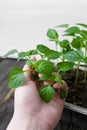 Garden and vegetable garden .Spring planting.Fresh young pepper sprouts in a box.Green seedlings on a rustic wooden table.Green