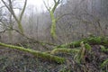 Selective focus of a giant, moldy fallen tree in a creepy forest