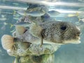 Selective focus of Giant Porcupine fish or Spotted Porcupine Fish Diodon hystrix and Lettuce coral or Yellow Scroll Coral