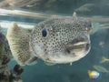 Selective focus of Giant Porcupine fish or Spotted Porcupine Fish Diodon hystrix and Lettuce coral or Yellow Scroll Coral