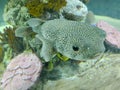 Selective focus of Giant Porcupine fish or Spotted Porcupine Fish Diodon hystrix and Lettuce coral or Yellow Scroll Coral