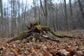 Selective focus of a giant tree root in a creepy forest