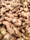 Selective focus on ginger Zingiber officinale