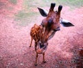 Selective focus on giraffe face at zoo in Thailand from top view.