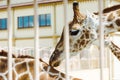 selective focus of giraffes standing in cage near building in zoo. Royalty Free Stock Photo