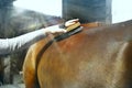 Selective focus. Girl  grooming horse with brush. Children on ranch Royalty Free Stock Photo