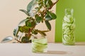 Selective focus of glass and bottle filled with clean water and sliced cucumbers and plant