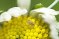 Globular springtail on a flower, genus Sminthurinus Royalty Free Stock Photo