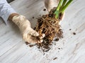 A gloved hand shows the damaged diseased orchid roots on the table. Close-up of the affected orchid roots. The plant needs to be