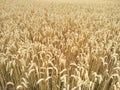 Selective focus gold spikelets of wheat against background of yellow field. Wheat harvest. Macro shot wheat spikelets with copy