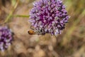 Selective focus on Golden excavator wasp Sphex funerarius, Sphecidae family sucking nectar in bloom with blur background Royalty Free Stock Photo