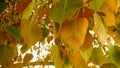 Selective focus of golden Pho or Bodhi tree leaves, heart-shaped leaves in sunshine morning. Bodhi trees are planted close proximi Royalty Free Stock Photo