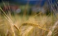 Selective focus of the golden wheat plant in the field Royalty Free Stock Photo