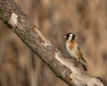 Selective focus Goldfinch, Carduelis carduelis, perched on tree branch with Autumn colors