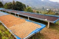 selective focus, good quality coffee beans, coffee drying honey process on shelf natural sunlight plantation at factory community