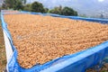 selective focus, good quality coffee beans, coffee drying honey process on shelf natural sunlight plantation at factory community