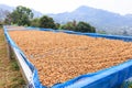 selective focus, good quality coffee beans, coffee drying honey process on shelf natural sunlight plantation at factory community