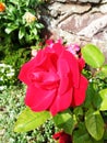 Bright red rose flower