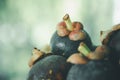 Selective focus on grade A mangosteen Royalty Free Stock Photo