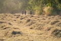 Selective focus grass, Three farmers in pangola grass in field. animal feed Royalty Free Stock Photo