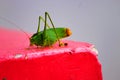 Selective focus grasshopper sitting and hanging tight Royalty Free Stock Photo