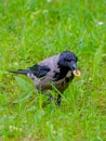 Selective focus on a gray raven holding corn sticks in its beak. Coopy space