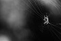 Selective focus grayscale shot of a spider in the center of its web Royalty Free Stock Photo