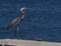 Selective focus of a Great Blue Heron on the boating dock against a blurry background of a river